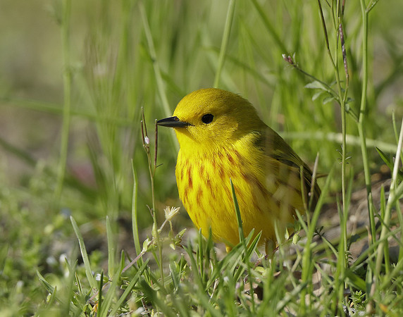 Yellow Warbler Setophaga petechia