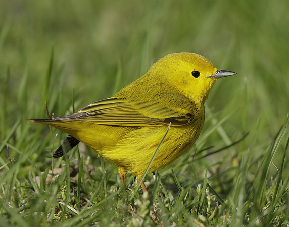 Yellow Warbler Setophaga petechia