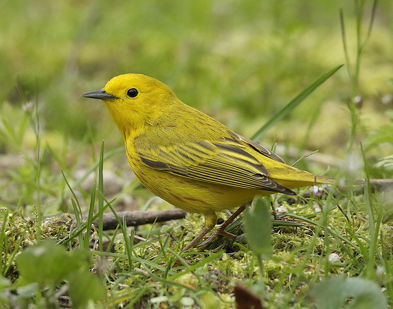 Yellow Warbler Setophaga petechia