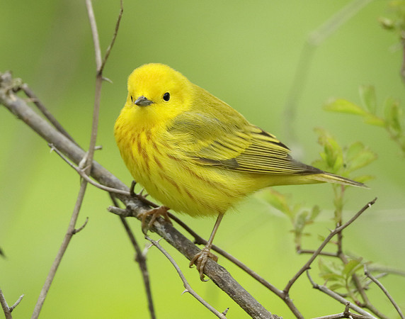 Yellow Warbler Setophaga petechia