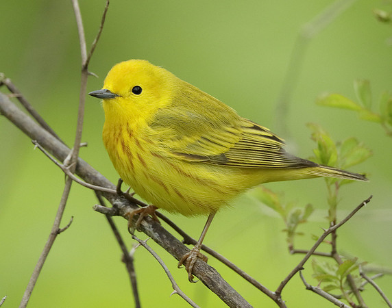 Yellow Warbler Setophaga petechia