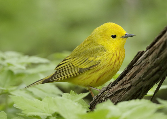 Yellow Warbler Setophaga petechia