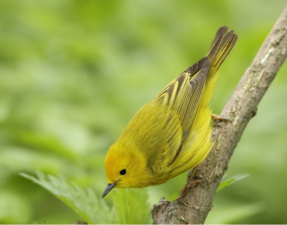 Yellow Warbler Setophaga petechia