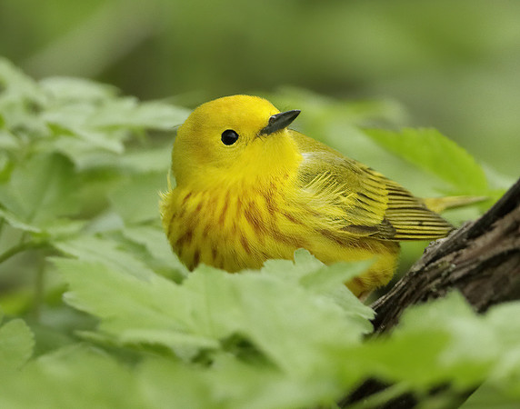 Yellow Warbler Setophaga petechia