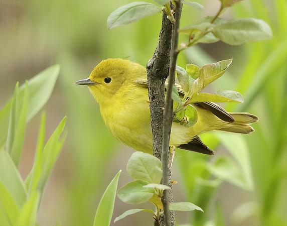 Yellow Warbler Setophaga petechia