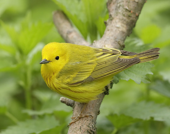 Yellow Warbler Setophaga petechia