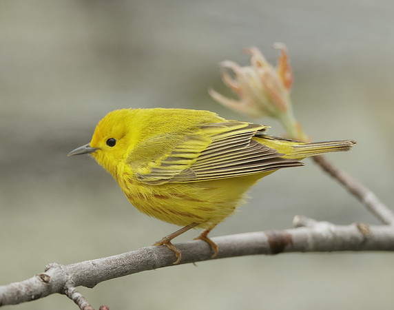 Yellow Warbler Setophaga petechia