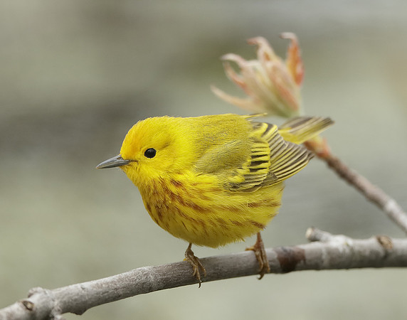 Yellow Warbler Setophaga petechia