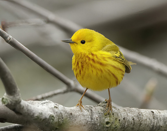 Yellow Warbler Setophaga petechia