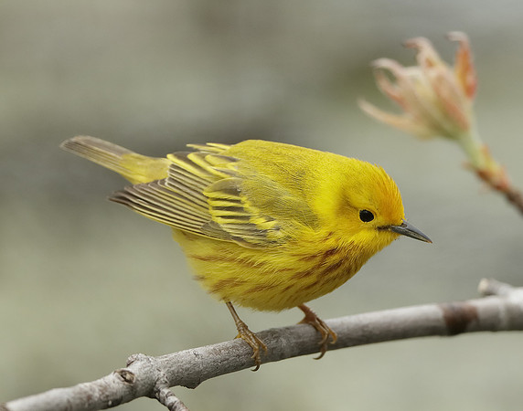 Yellow Warbler Setophaga petechia