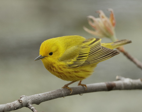 Yellow Warbler Setophaga petechia