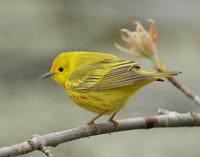Yellow Warbler Setophaga petechia