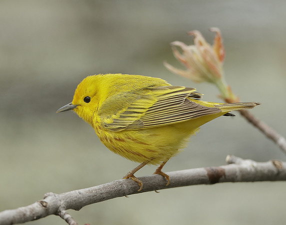 Yellow Warbler Setophaga petechia