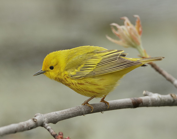 Yellow Warbler Setophaga petechia