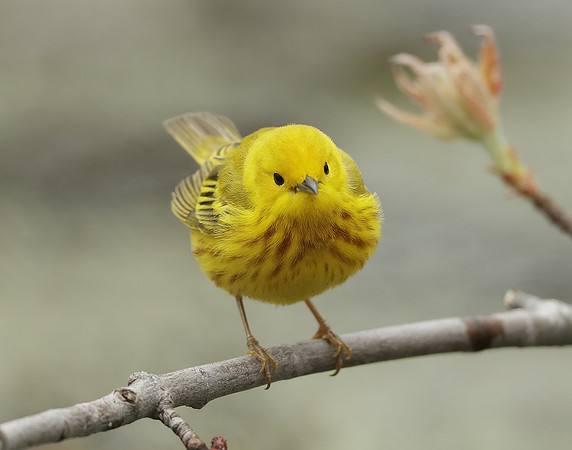 Yellow Warbler Setophaga petechia