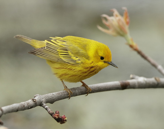 Yellow Warbler Setophaga petechia