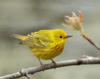 Yellow Warbler Setophaga petechia
