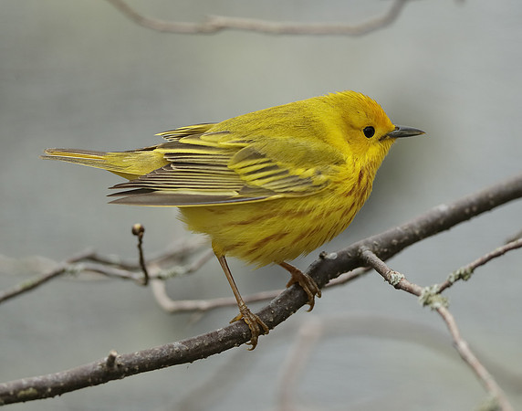 Yellow Warbler Setophaga petechia