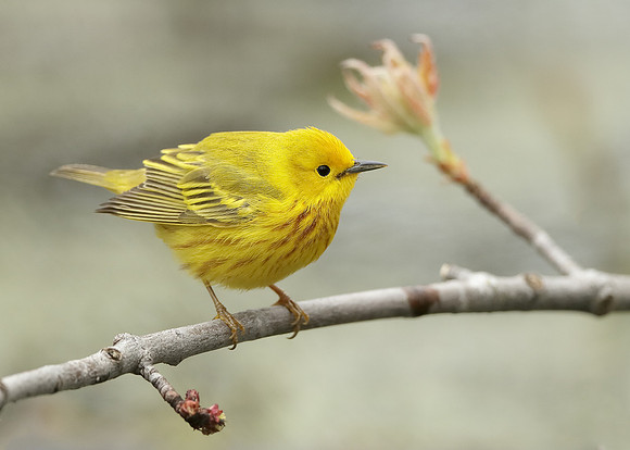 Yellow Warbler Setophaga petechia