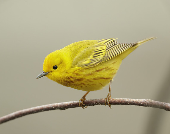 Yellow Warbler Setophaga petechia