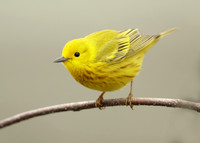 Yellow Warbler Setophaga petechia