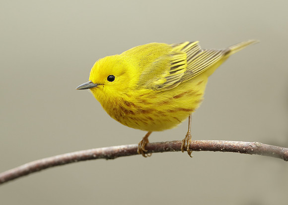Yellow Warbler Setophaga petechia