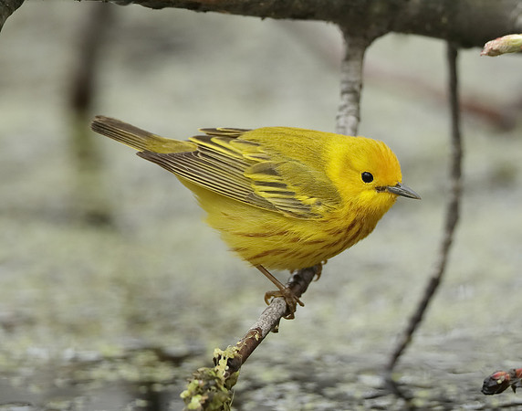 Yellow Warbler Setophaga petechia