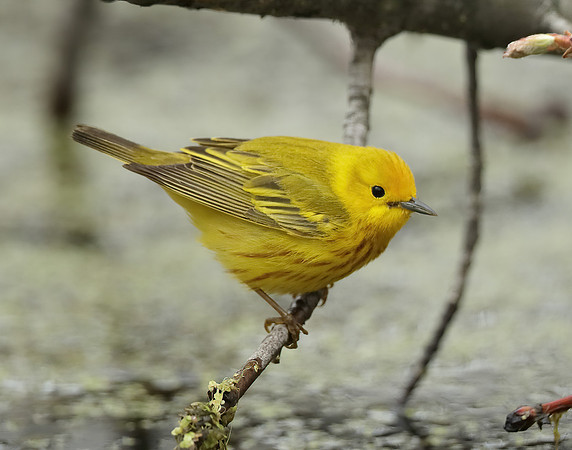 Yellow Warbler Setophaga petechia