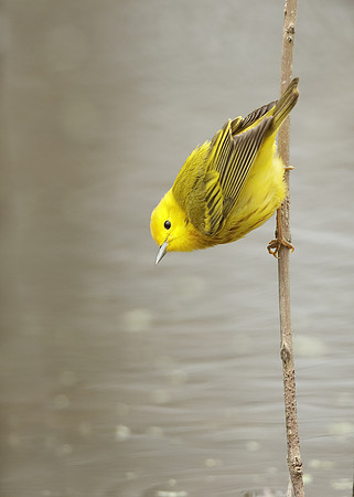 Yellow Warbler Setophaga petechia