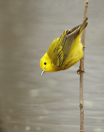 Yellow Warbler Setophaga petechia