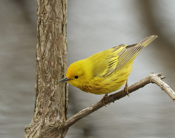Yellow Warbler Setophaga petechia