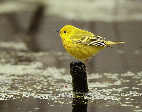 Yellow Warbler Setophaga petechia