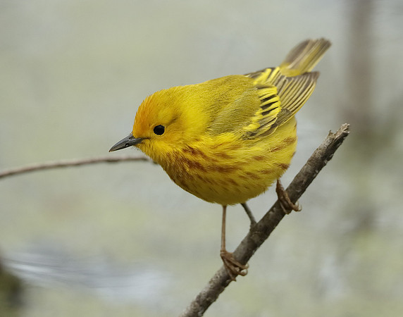 Yellow Warbler Setophaga petechia