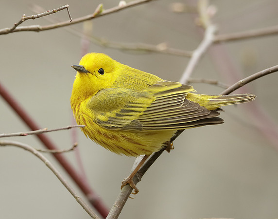 Yellow Warbler Setophaga petechia