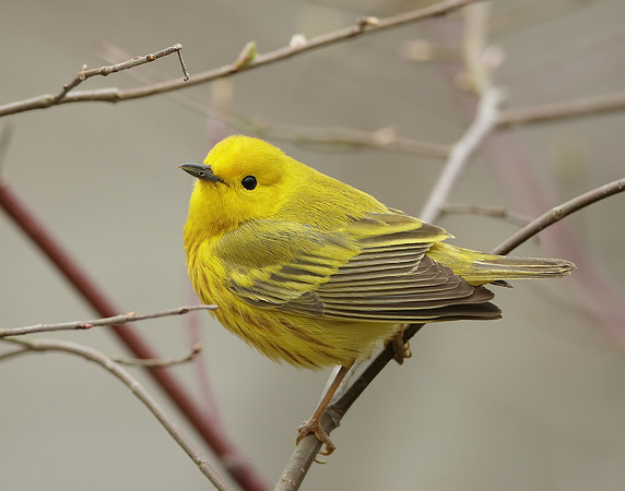 Yellow Warbler Setophaga petechia