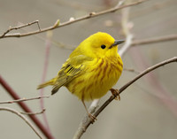 Yellow Warbler Setophaga petechia