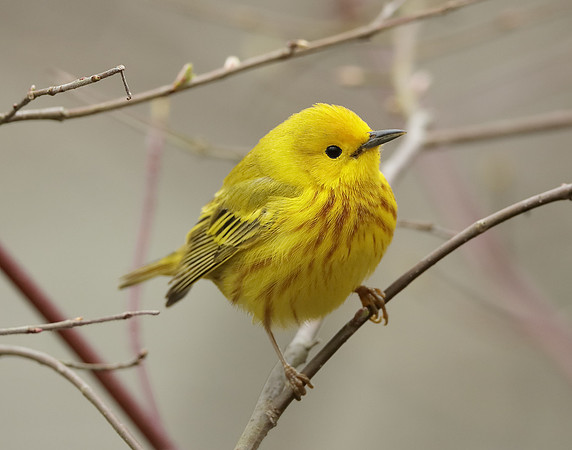 Yellow Warbler Setophaga petechia