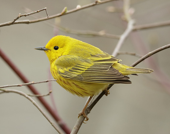 Yellow Warbler Setophaga petechia
