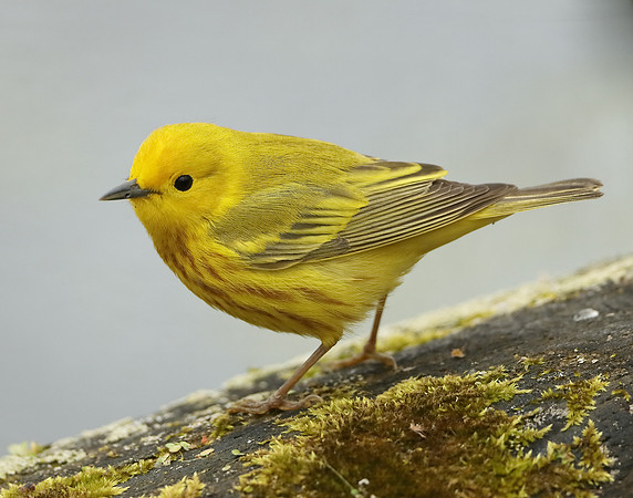 Yellow Warbler Setophaga petechia