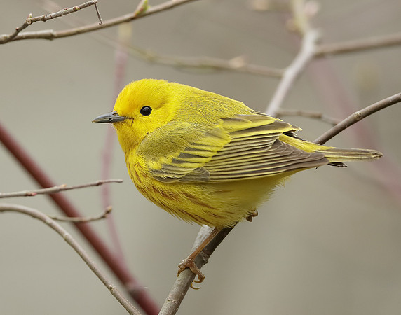 Yellow Warbler Setophaga petechia