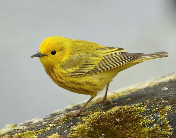 Yellow Warbler Setophaga petechia