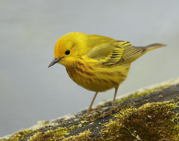 Yellow Warbler Setophaga petechia