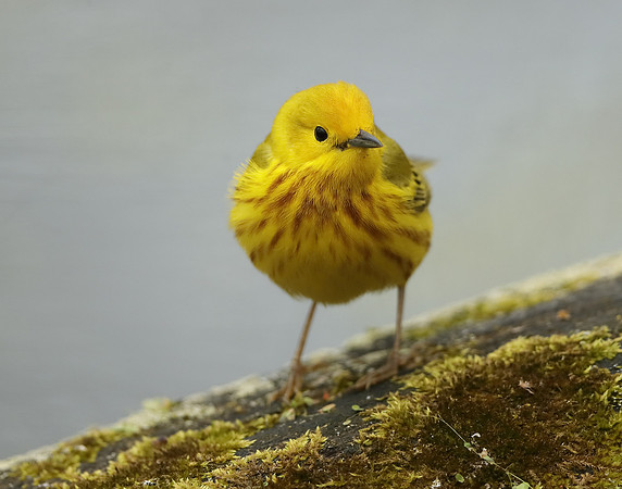 Yellow Warbler Setophaga petechia