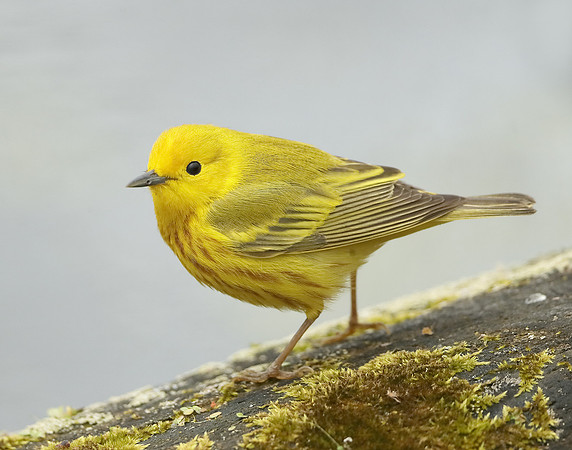 Yellow Warbler Setophaga petechia