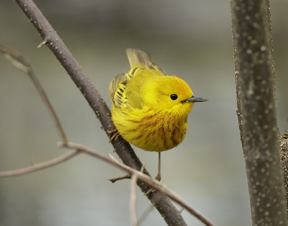 Yellow Warbler Setophaga petechia
