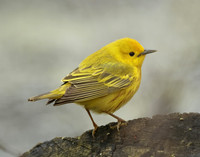 Yellow Warbler Setophaga petechia