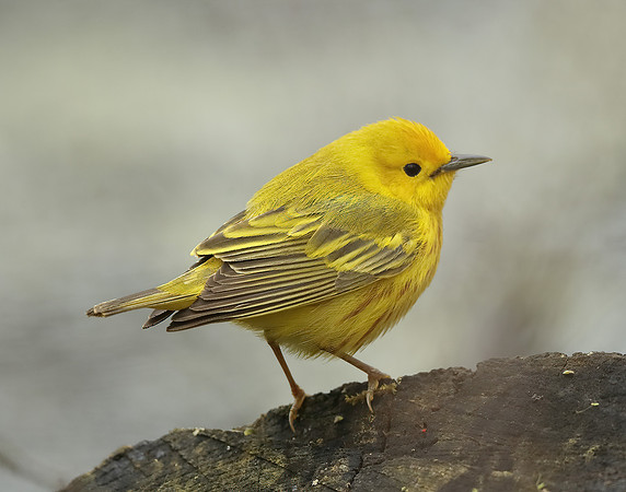 Yellow Warbler Setophaga petechia