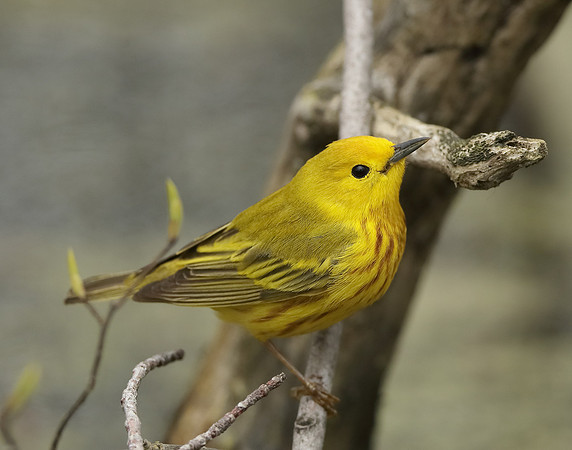 Yellow Warbler Setophaga petechia
