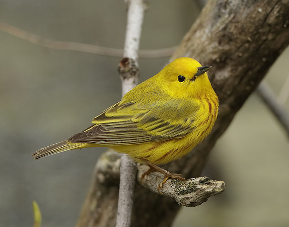 Yellow Warbler Setophaga petechia