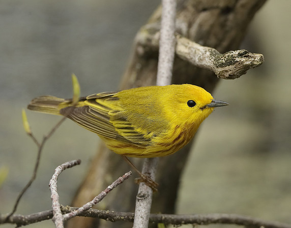 Yellow Warbler Setophaga petechia